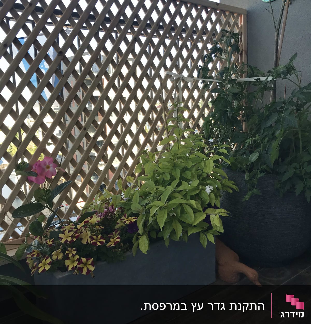 עציצים עם פרחים וצמחים ליד גדר עץ